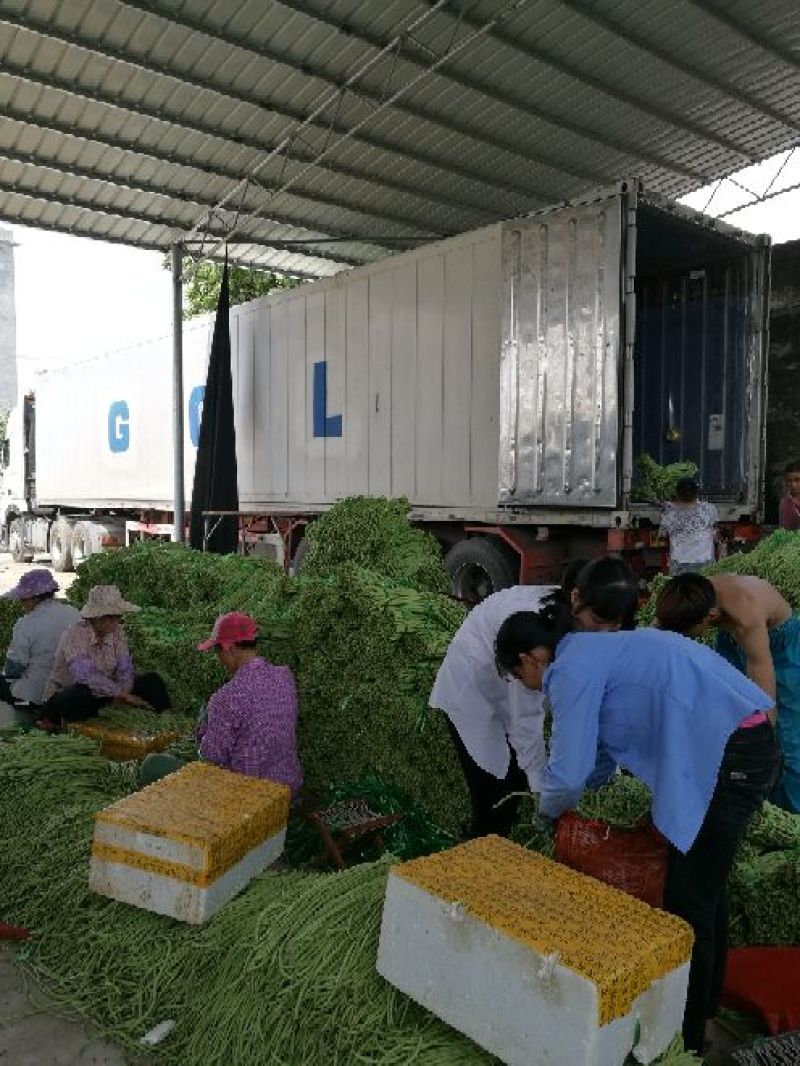 广西合浦优质长豆角大量供应