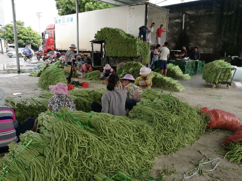 广西合浦优质长豆角大量供应