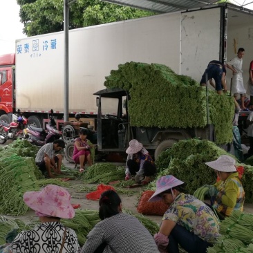 广西合浦优质长豆角大量供应