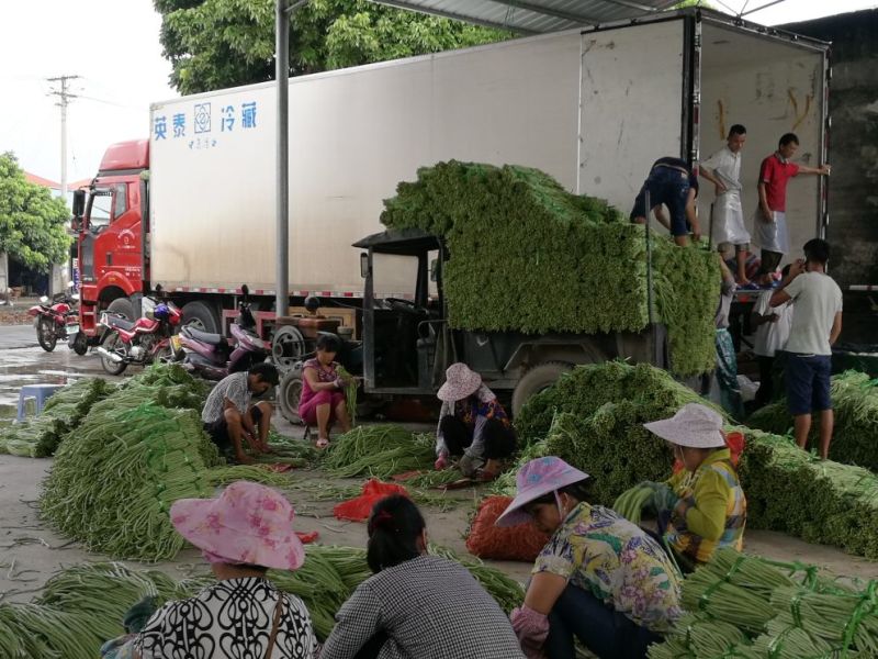 广西合浦优质长豆角大量供应