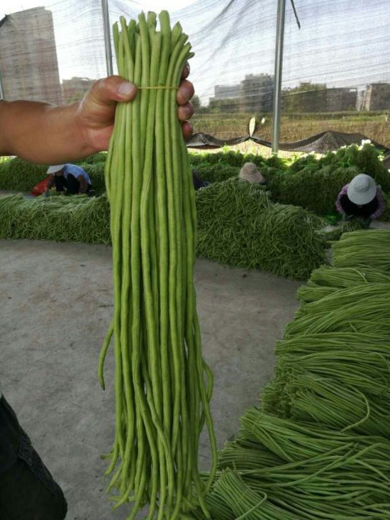 广西合浦优质长豆角大量供应