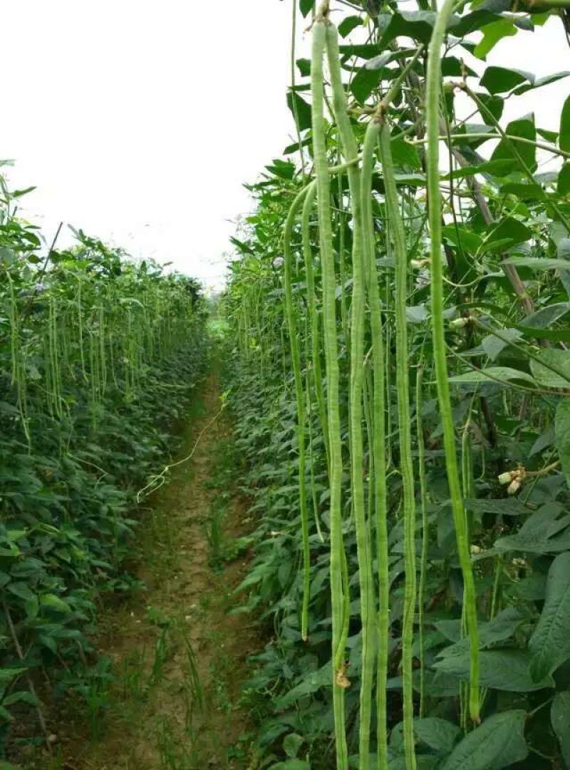 广西合浦优质长豆角大量供应