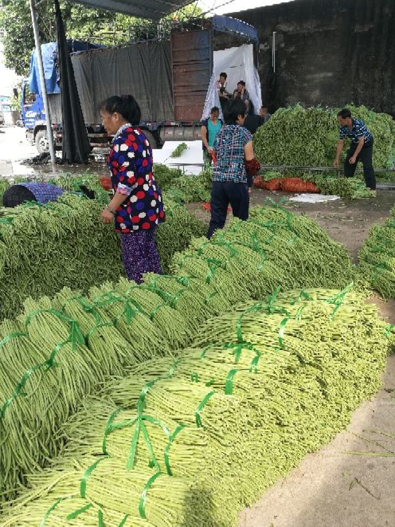 广西合浦优质长豆角大量供应