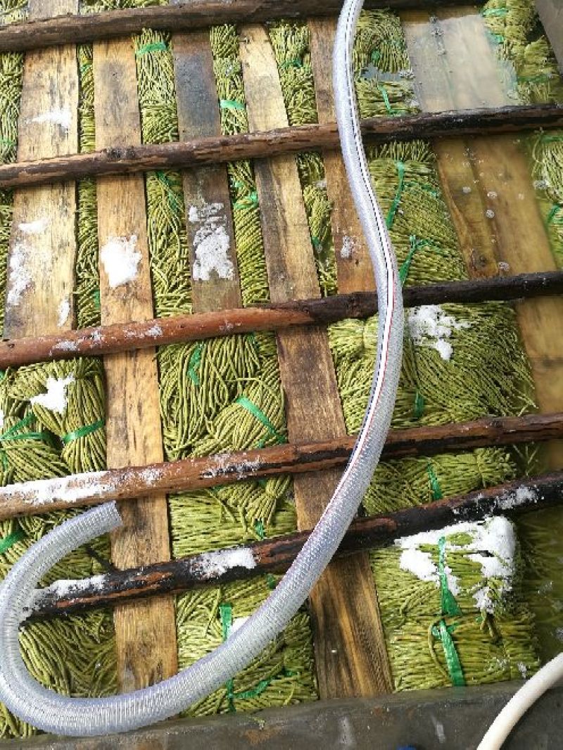 广西合浦优质长豆角大量供应