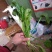 菠菜15~20厘米