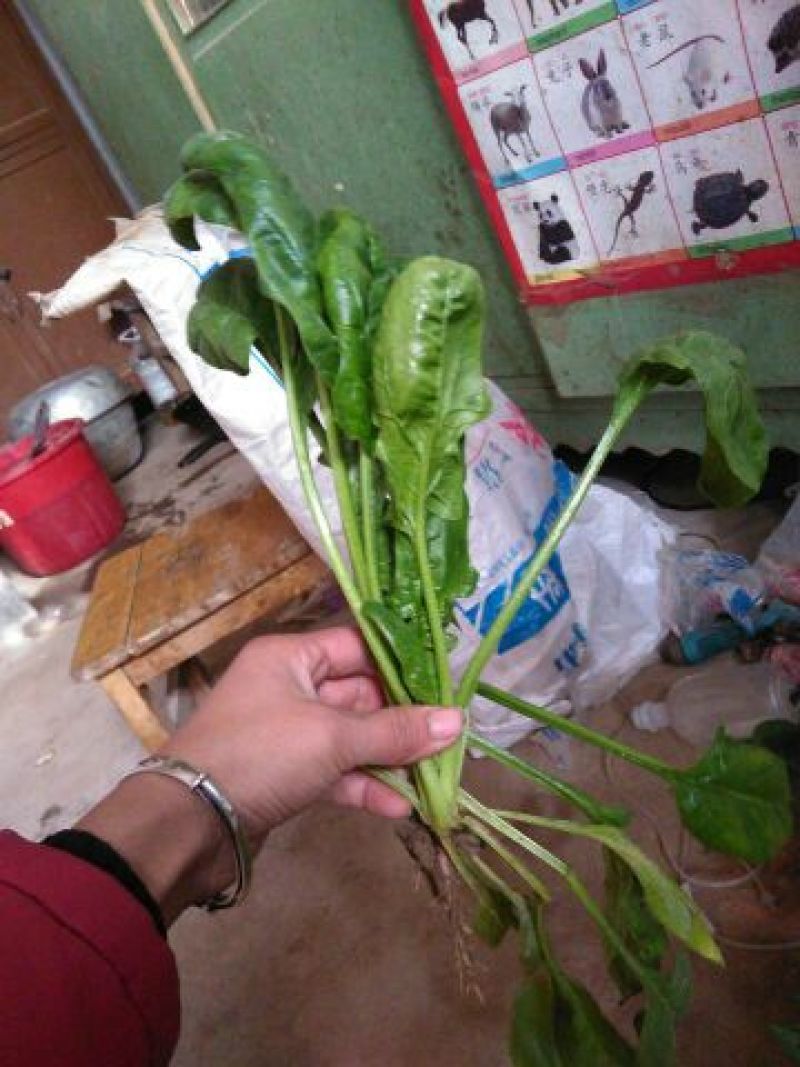 菠菜15~20厘米