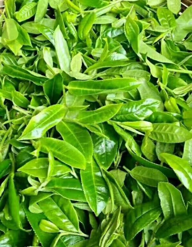 普洱茶二级