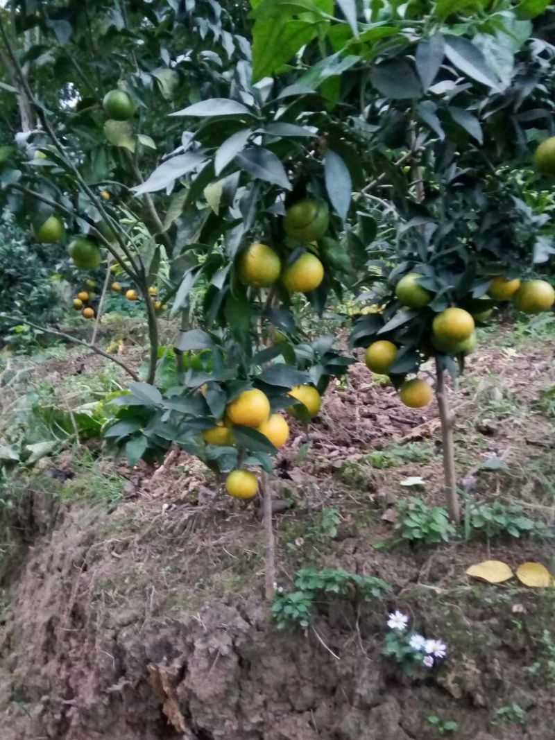 大分蜜桔7.5~8cm