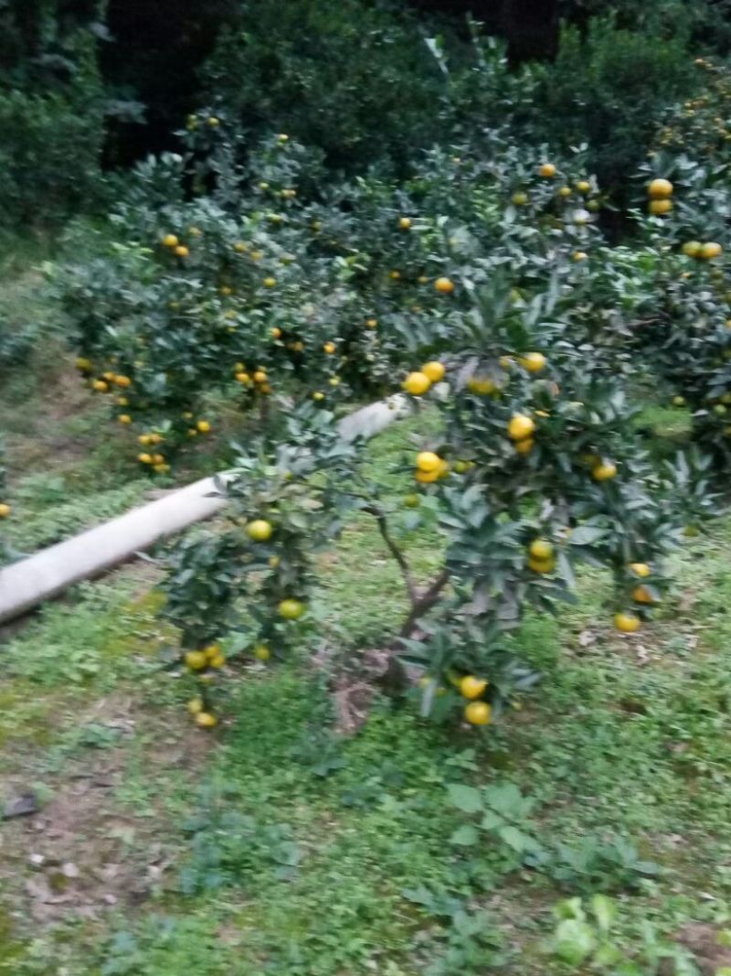 大分蜜桔7.5~8cm