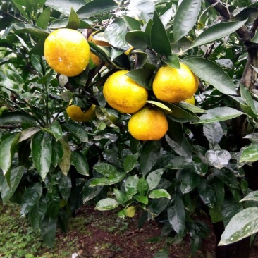 大分蜜桔7.5~8cm