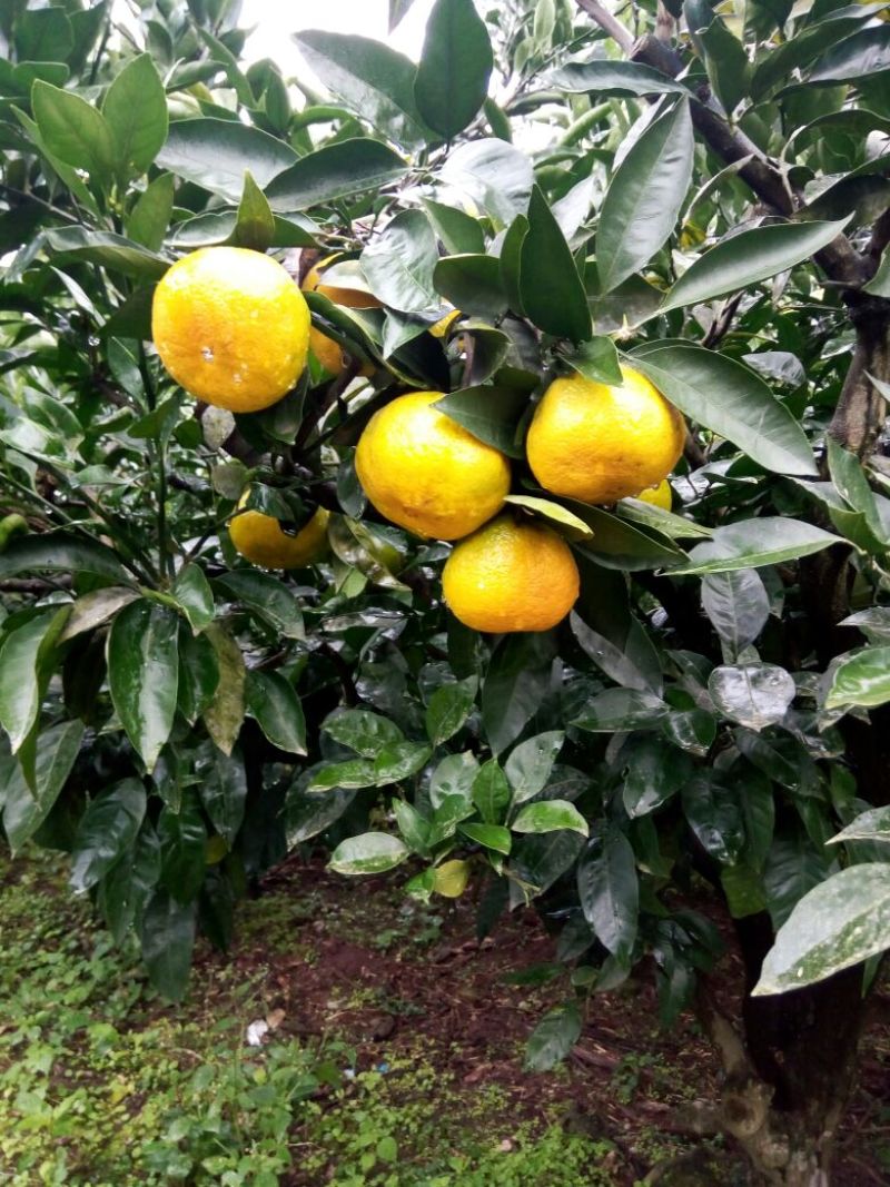 大分蜜桔7.5~8cm