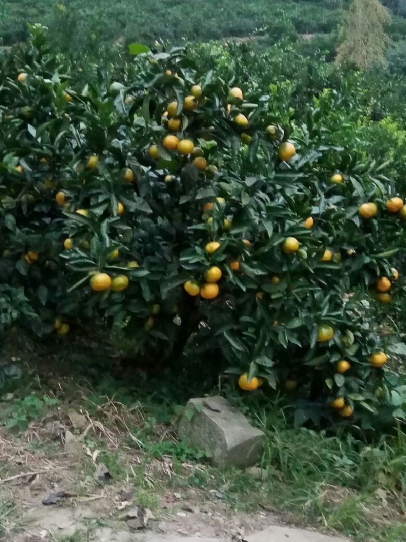 大分蜜桔7.5~8cm