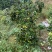 大分蜜桔7.5~8cm