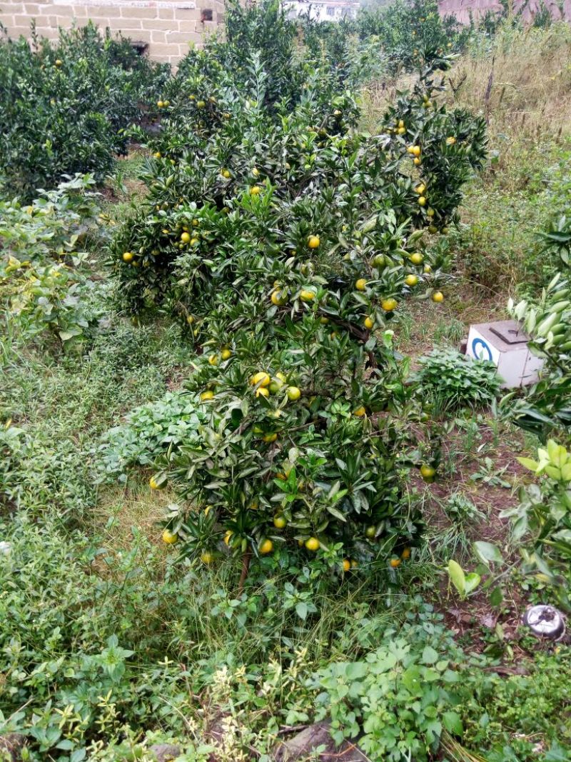 大分蜜桔7.5~8cm