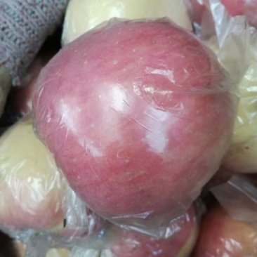 红富士苹果75mm以上膜袋
