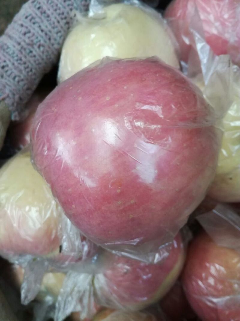 红富士苹果75mm以上膜袋