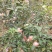 红富士苹果75mm以上膜袋