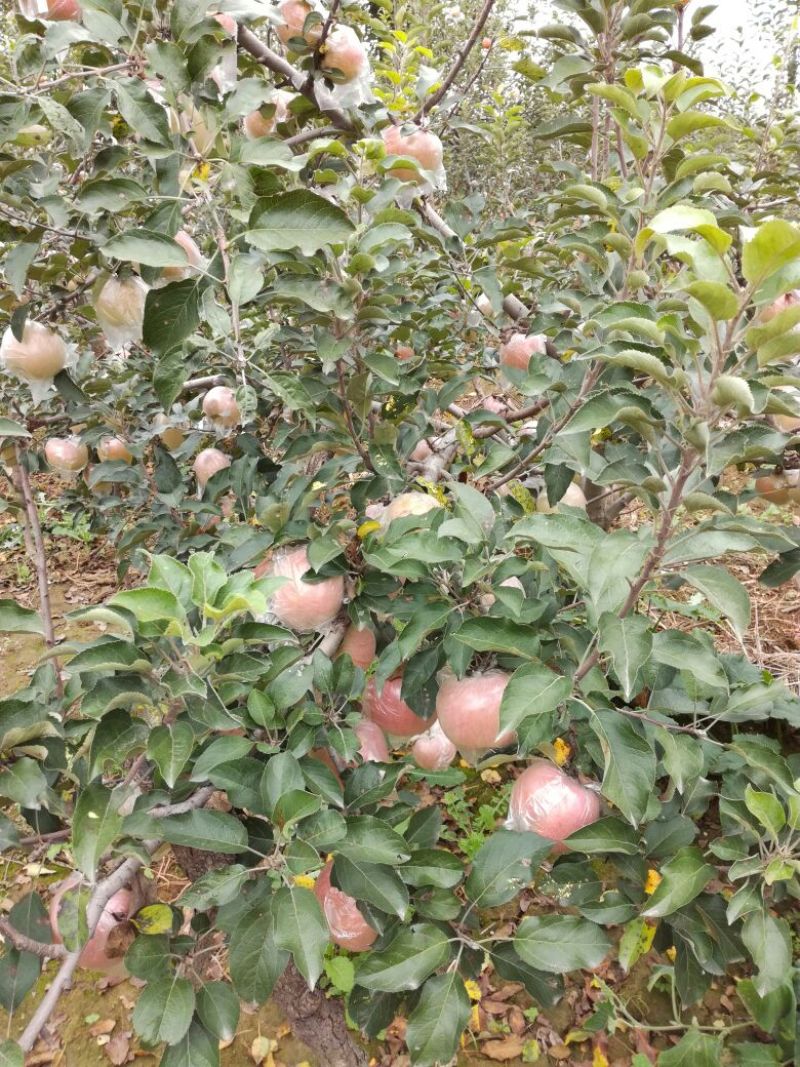 红富士苹果75mm以上膜袋