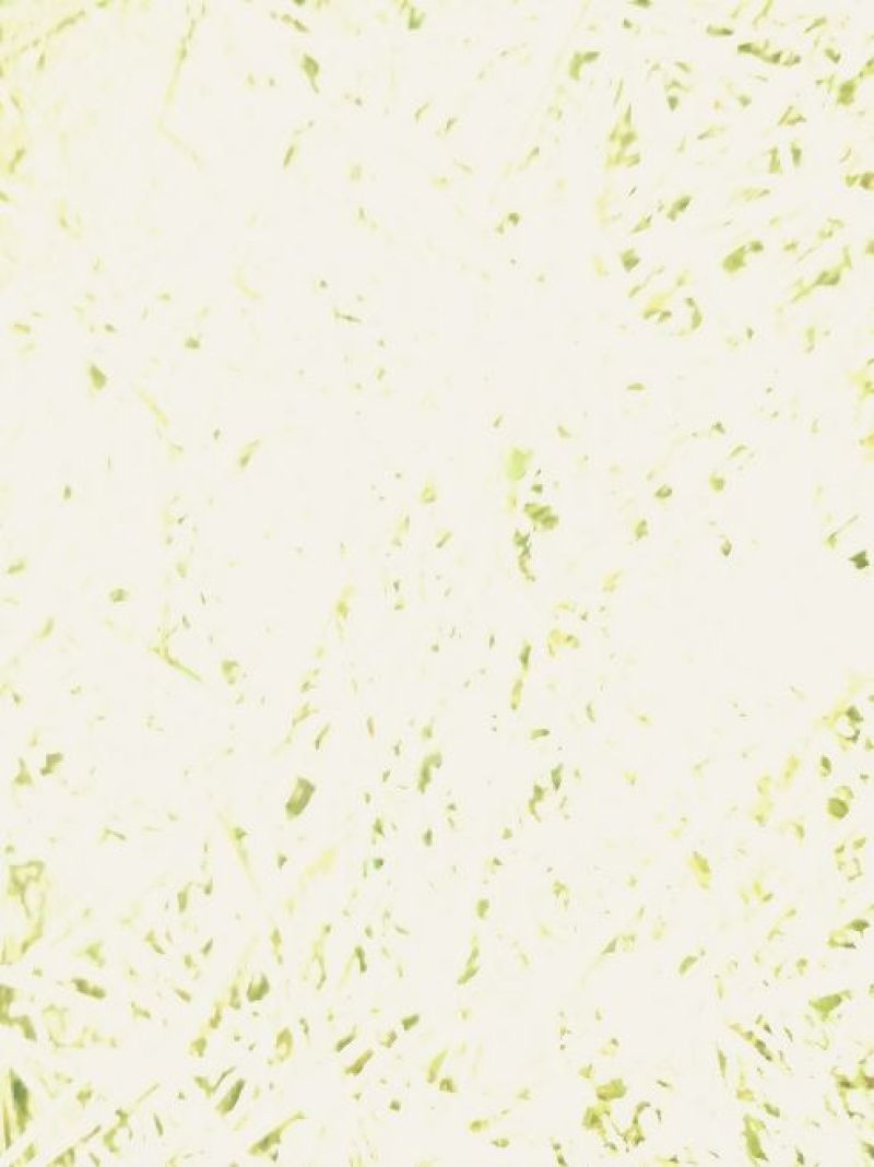 金铁锁二级净种(量产新种)
