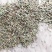 金铁锁二级净种(量产新种)