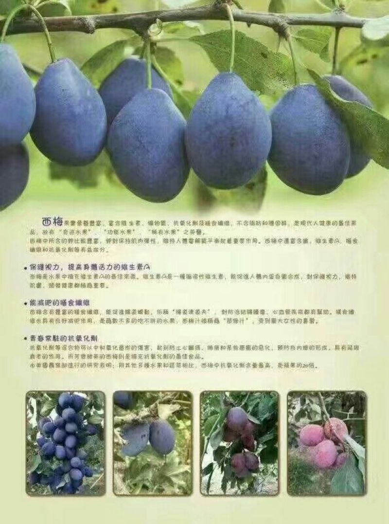 西梅苗0.8~1米