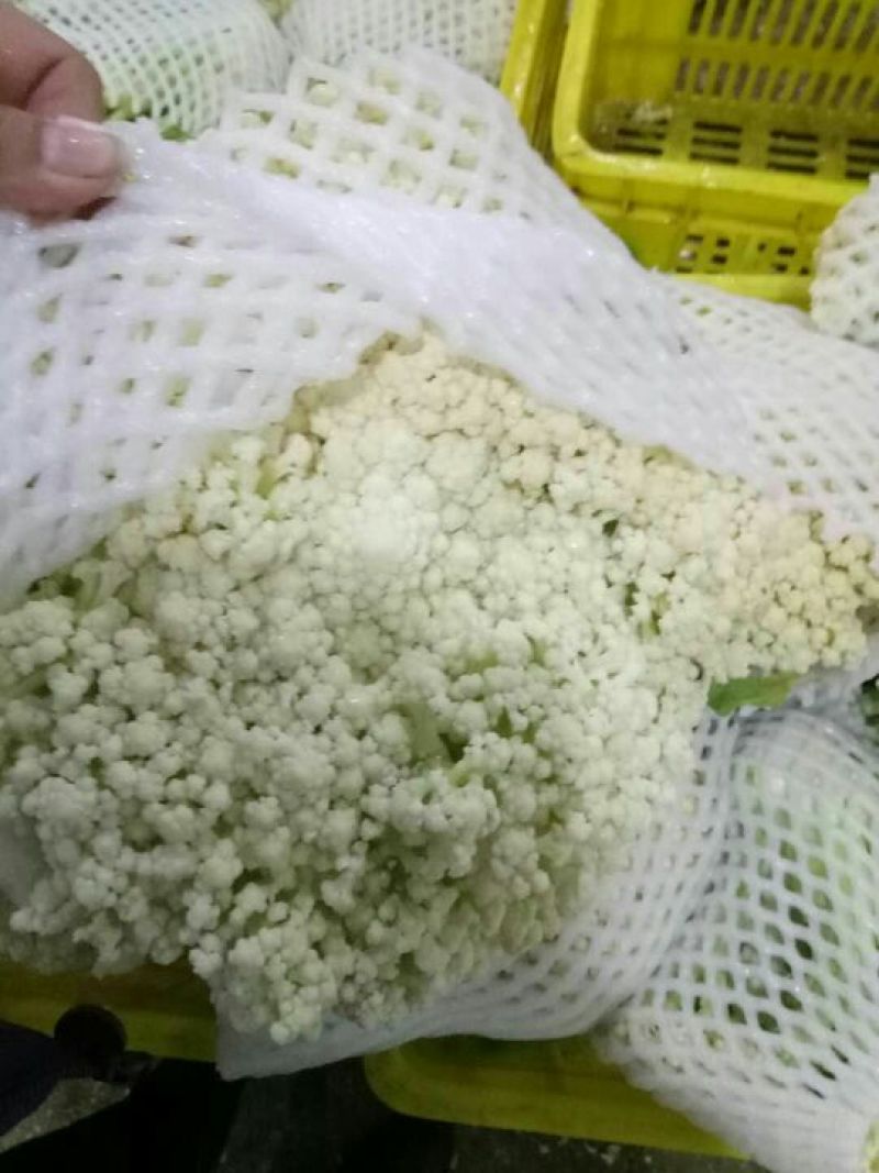 有机花菜，散花，松花大量上市欢迎选购，口感不错，青杆的