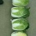 黄心白菜4~6斤净菜