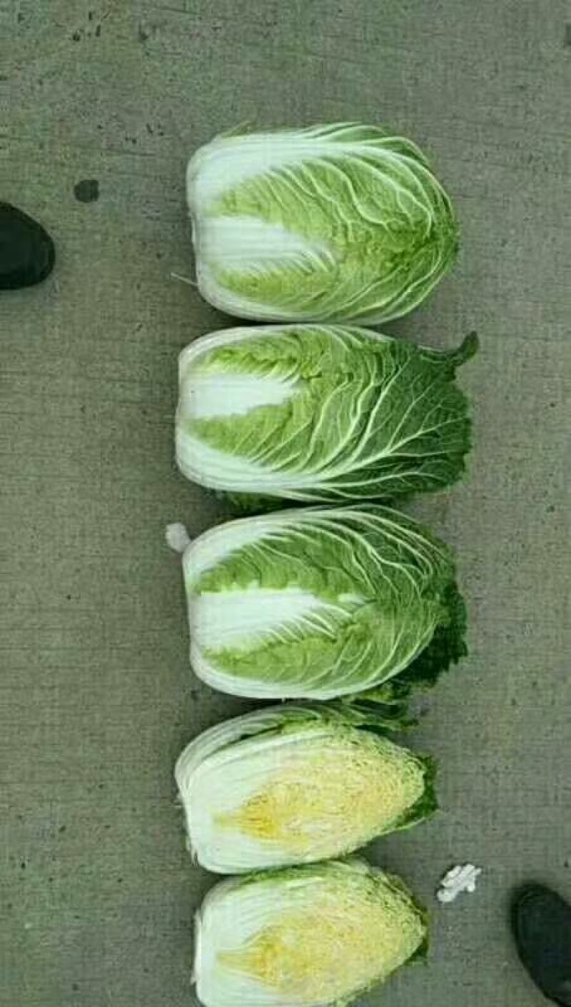 黄心白菜4~6斤净菜