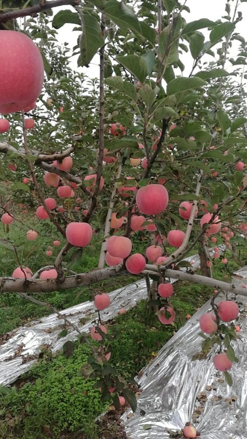 陕西优质红富士苹果产地纸袋质量保证欢迎咨询