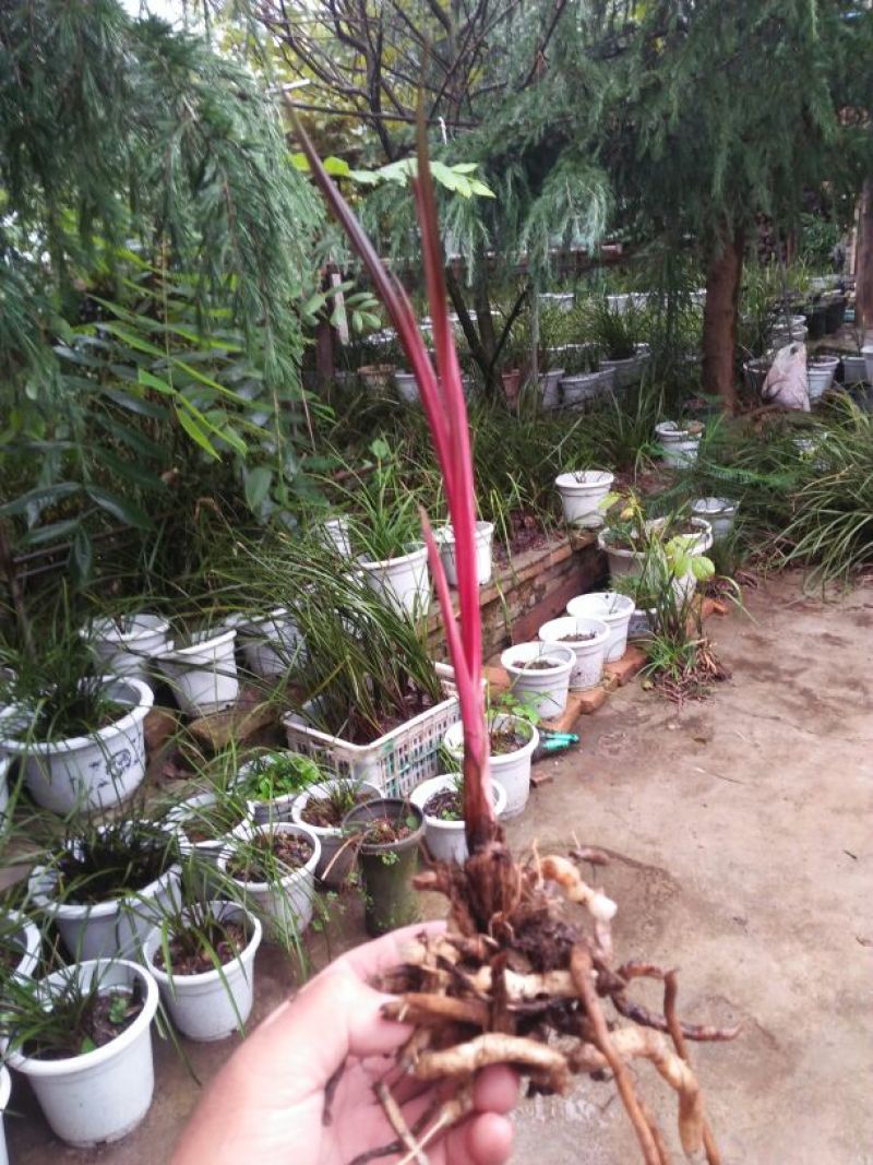 蕙兰裸根不带土