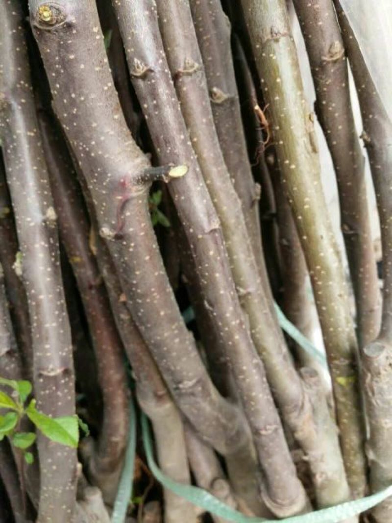 批发出售烟富系列嫁接苹果树苗规格全质量优