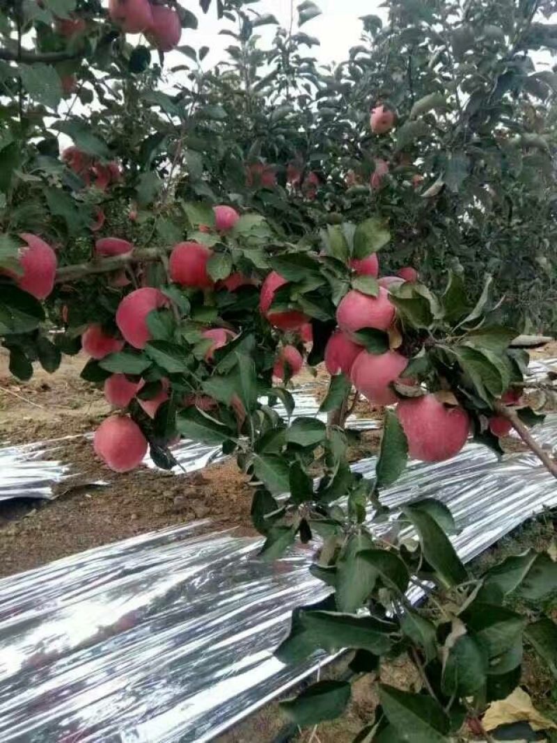 批发出售烟富系列嫁接苹果树苗规格全质量优