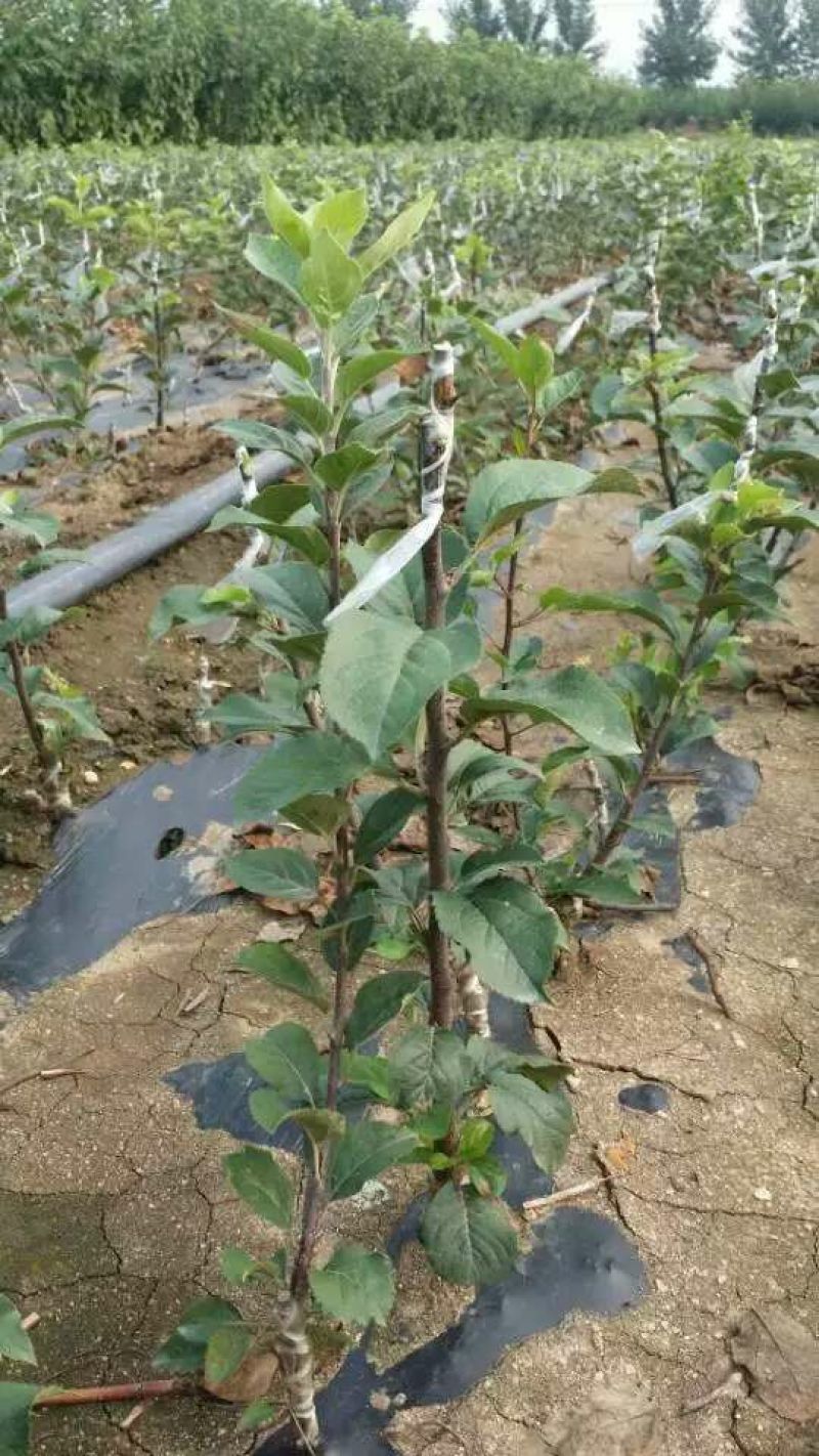 批发出售烟富系列嫁接苹果树苗规格全质量优