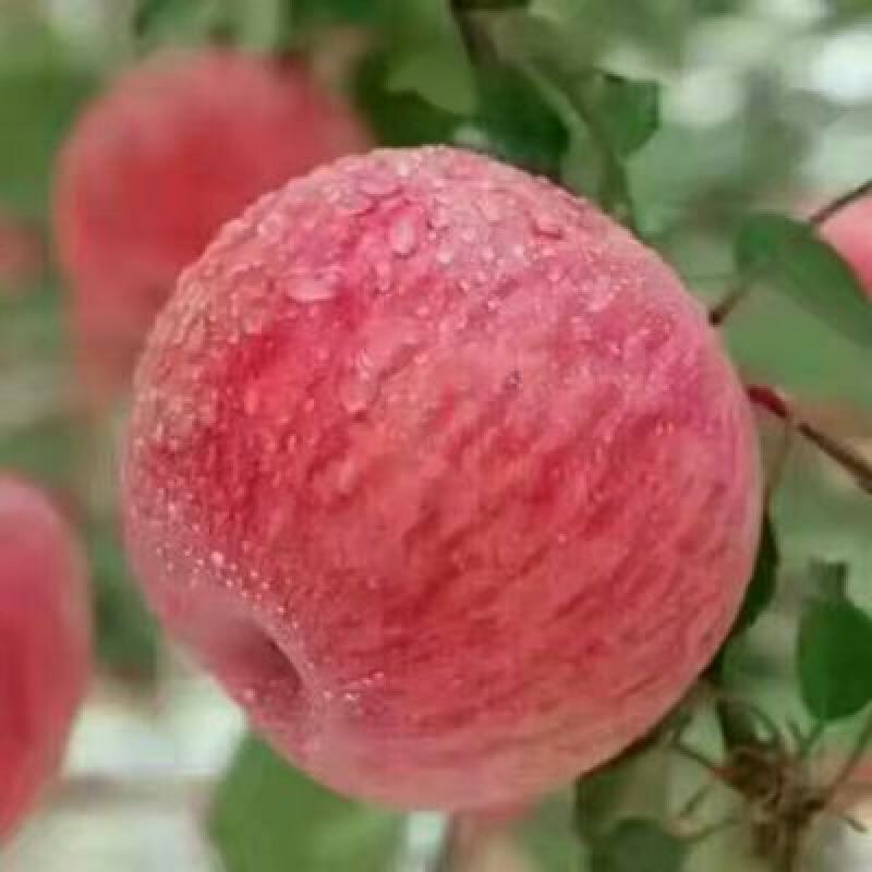 批发出售烟富系列嫁接苹果树苗规格全质量优