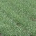 红根蒜苗45~50cm
