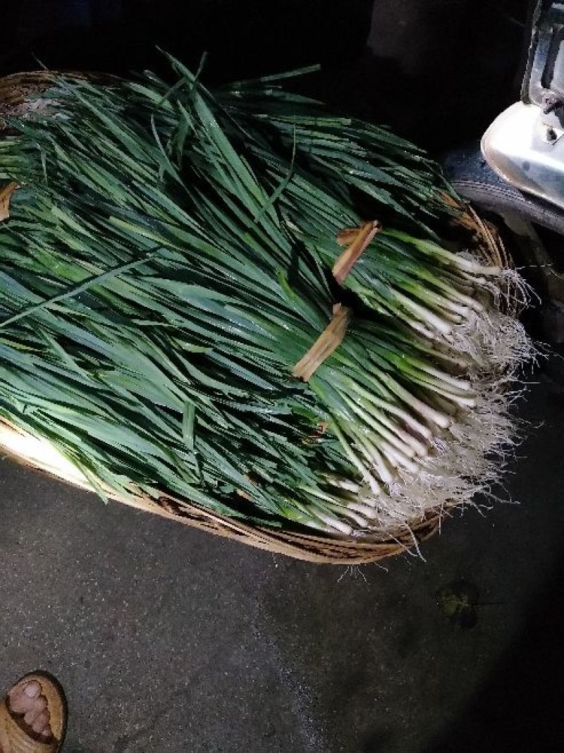 红根蒜苗45~50cm