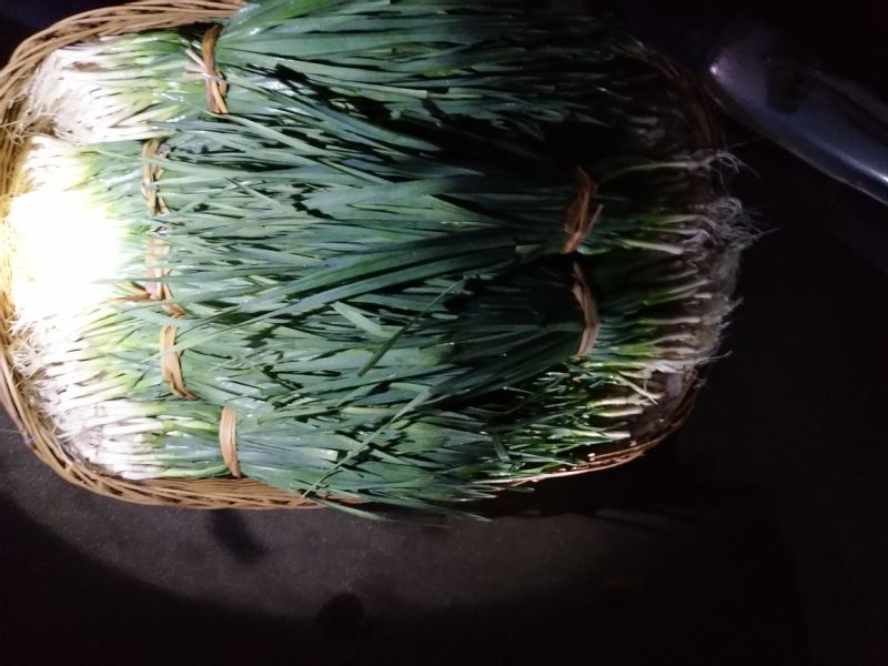 红根蒜苗45~50cm