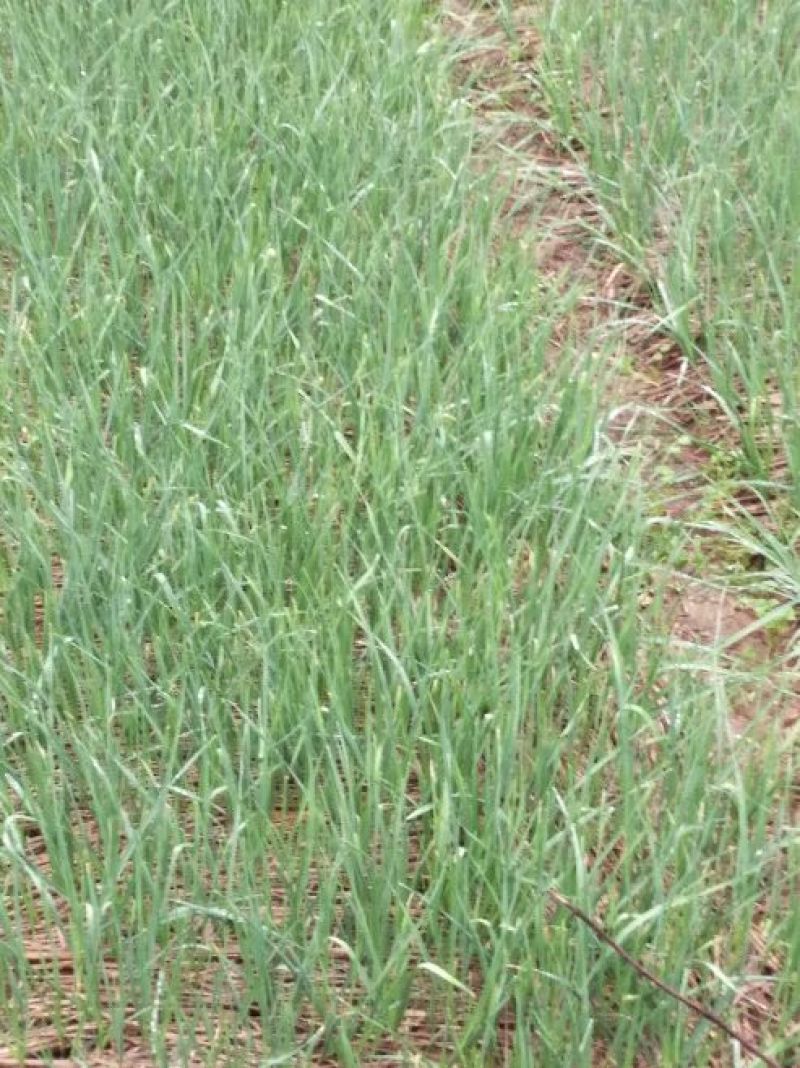 红根蒜苗45~50cm