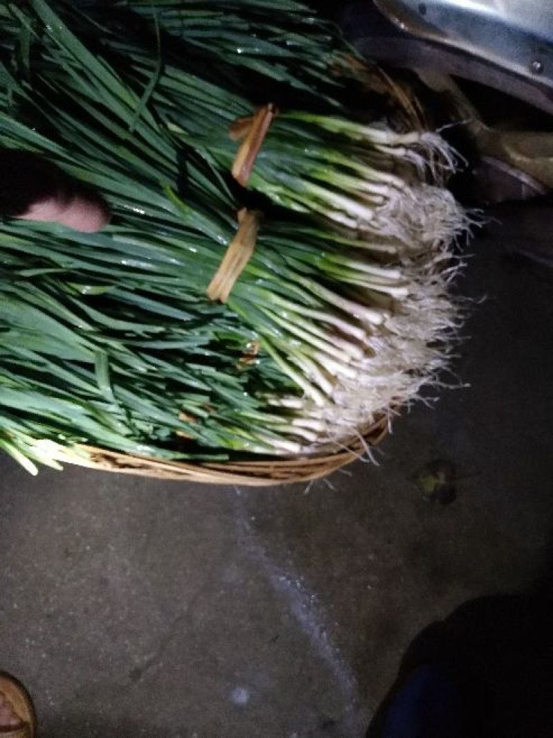 红根蒜苗45~50cm