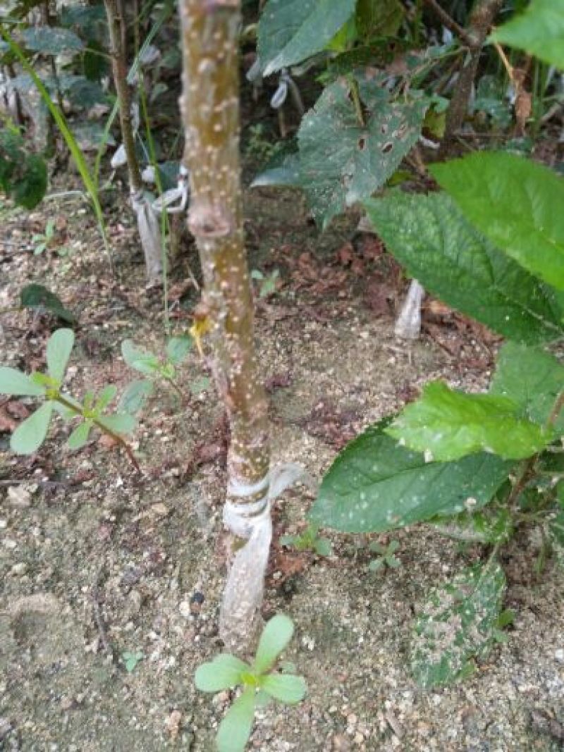 批发出售烟富系列嫁接苹果树苗规格全质量优