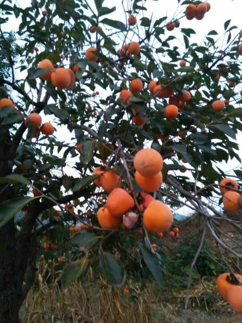 柿子安徽省砀山县牛心柿大量上市，个大鲜艳，量大价低