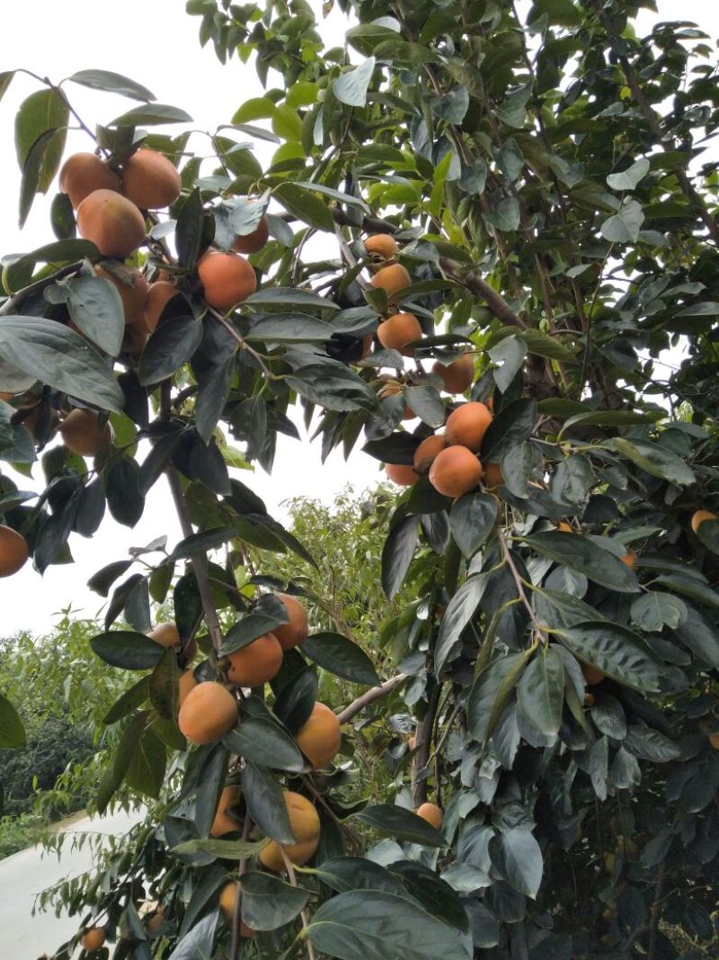 柿子安徽省砀山县牛心柿大量上市，个大鲜艳，量大价低