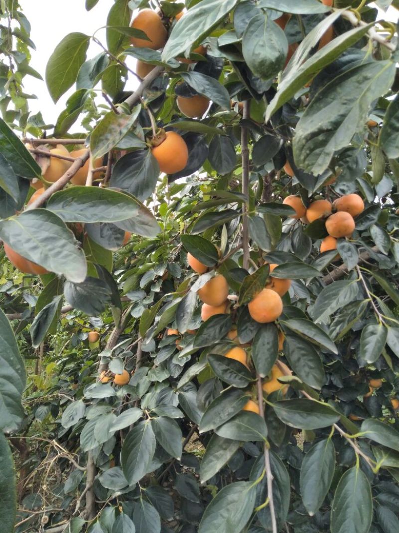 柿子安徽省砀山县牛心柿大量上市，个大鲜艳，量大价低