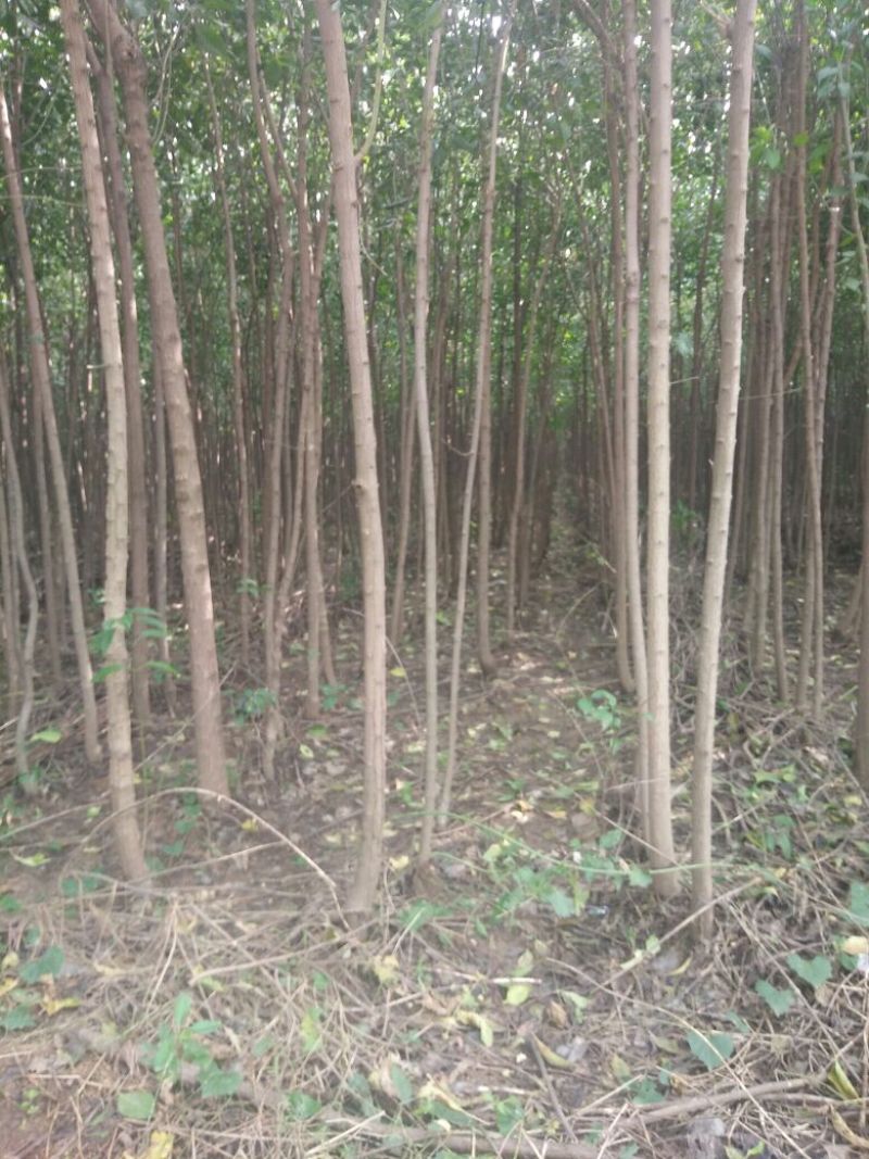 丝绵木231~260cm