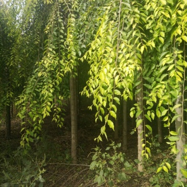 丝绵木231~260cm