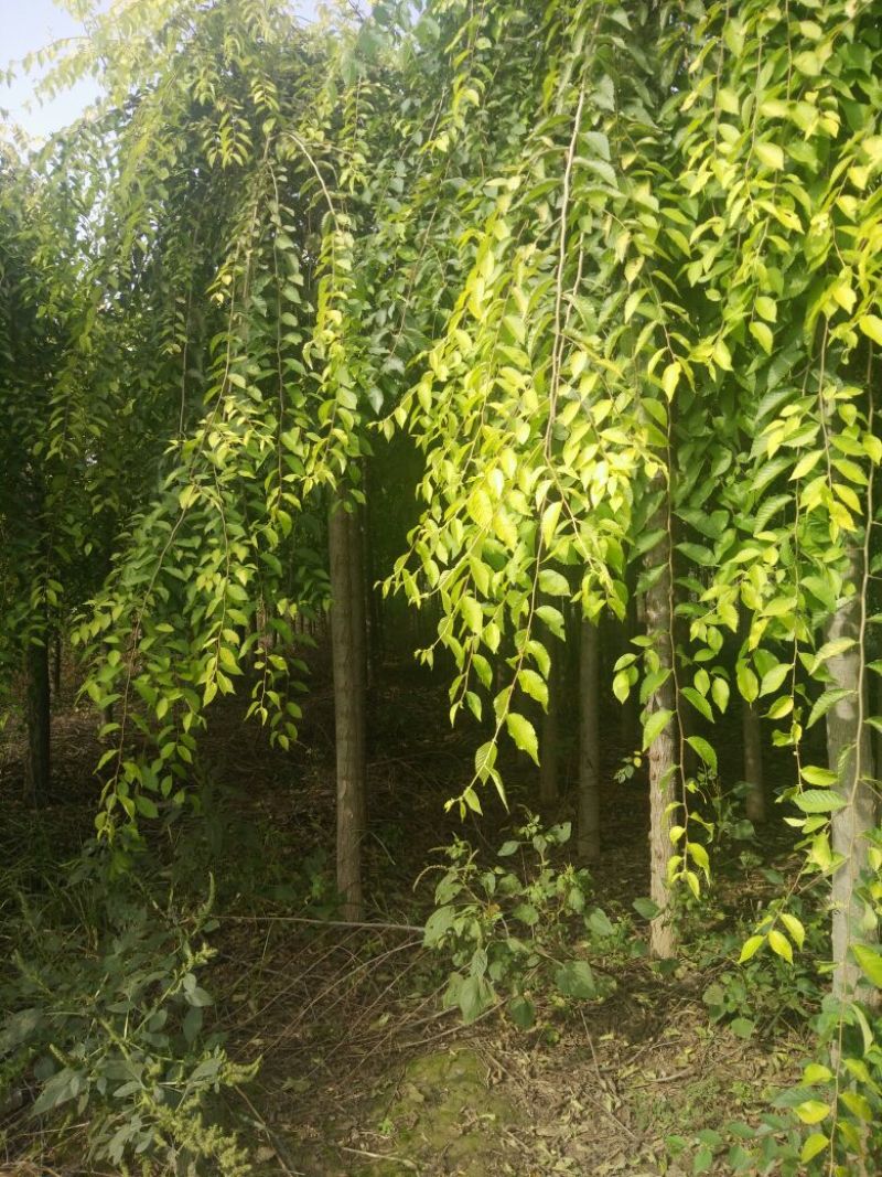 丝绵木231~260cm