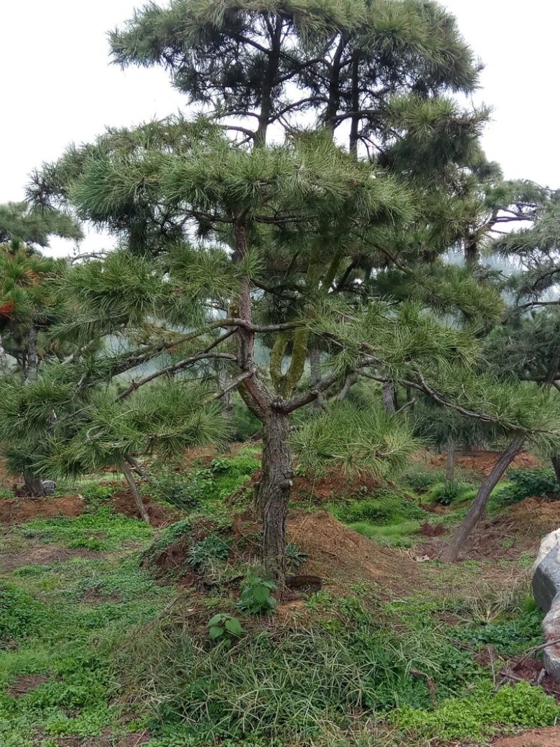 造型松10公分