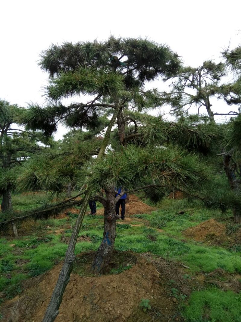 造型松10公分