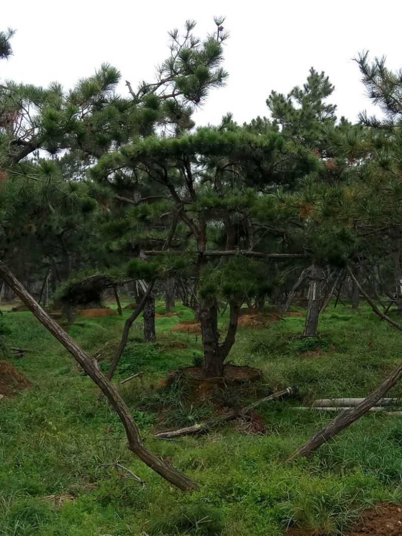 造型松10公分