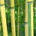 金镶玉竹1~2m